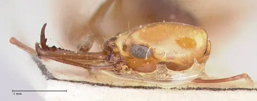 Anochetus emarginatus - FOCOL1046