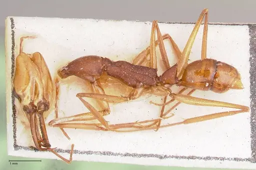 Anochetus emarginatus - FOCOL1046