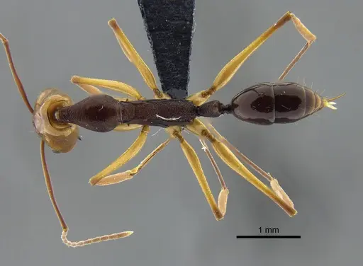 Anochetus emarginatus - IAVH-E-264099