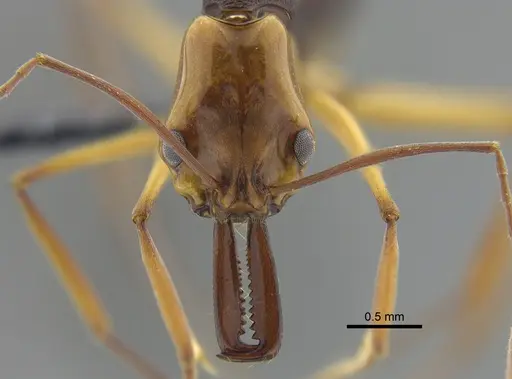 Anochetus emarginatus - IAVH-E-264099