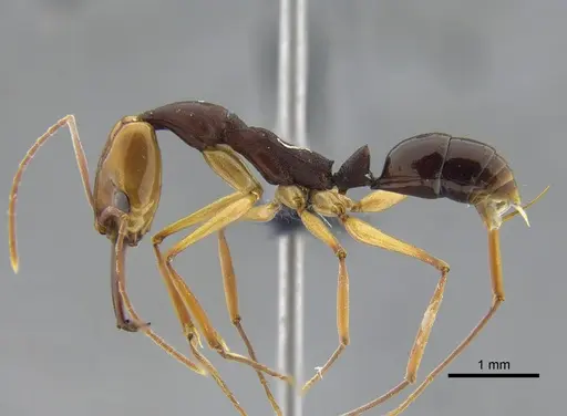 Anochetus emarginatus - IAVH-E-264099