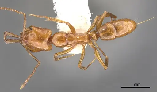 Anochetus evansi specimen