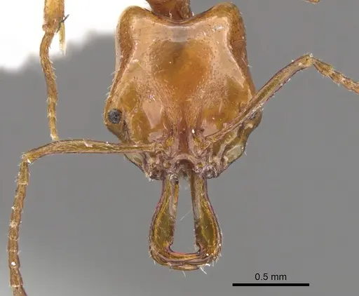 Anochetus evansi specimen