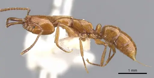 Anochetus evansi specimen