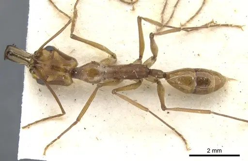 Anochetus faurei specimen