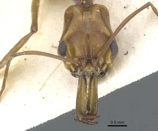 Anochetus faurei specimen