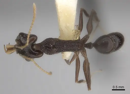 Anochetus fuliginosus specimen