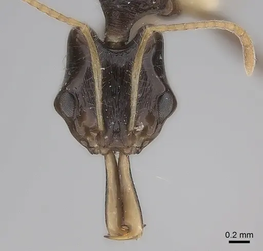 Anochetus fuliginosus specimen