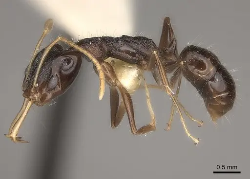 Anochetus fuliginosus specimen