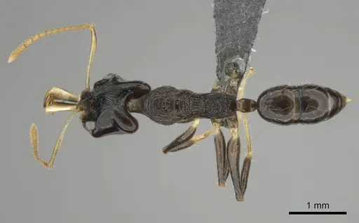 Anochetus fuliginosus - CASENT0250071