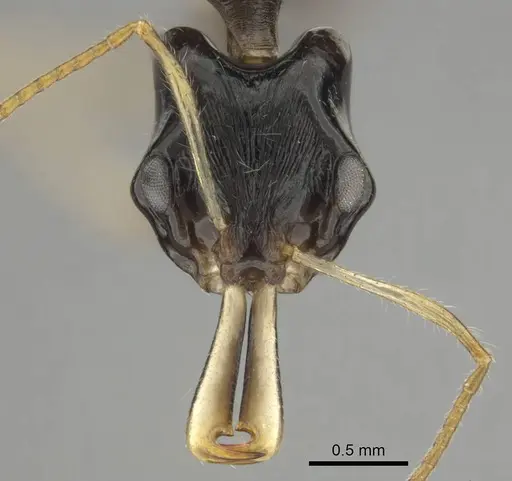 Anochetus fuliginosus - CASENT0250071