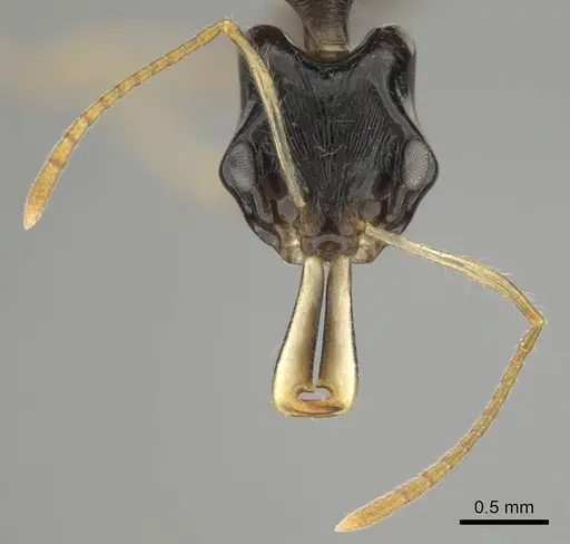 Anochetus fuliginosus - CASENT0250071