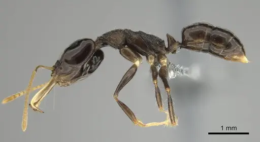 Anochetus fuliginosus - CASENT0250071