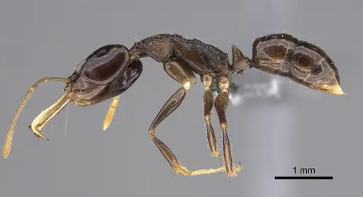 Anochetus fuliginosus - CASENT0250071