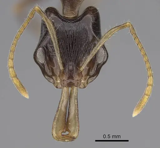 Anochetus fuliginosus - CASENT0403899