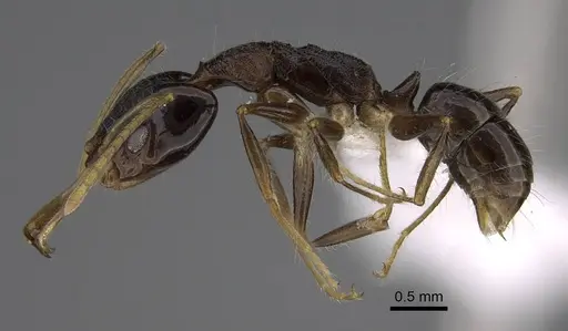 Anochetus fuliginosus - CASENT0403899