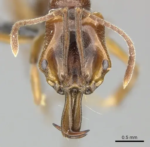 Anochetus ghilianii specimen