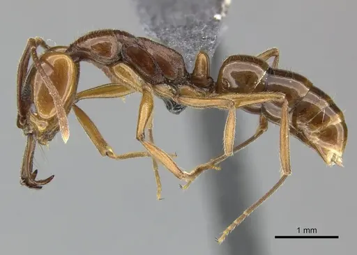 Anochetus ghilianii specimen