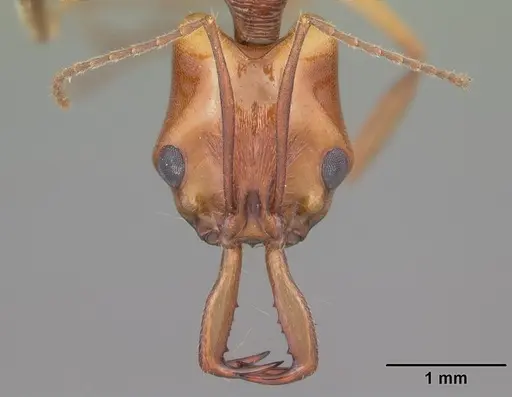 Anochetus goodmani specimen