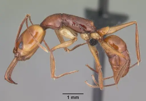 Anochetus goodmani specimen