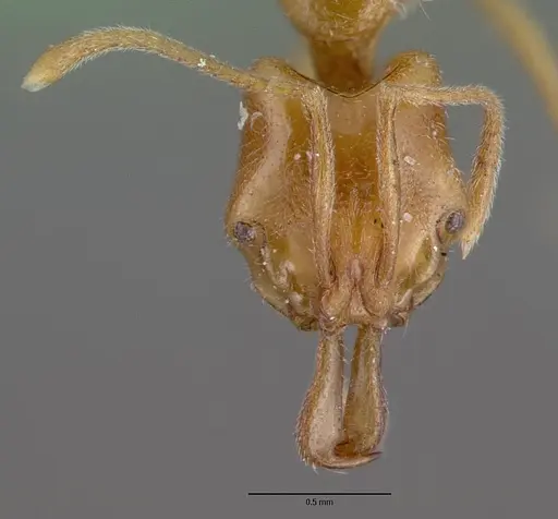 Anochetus graeffei specimen