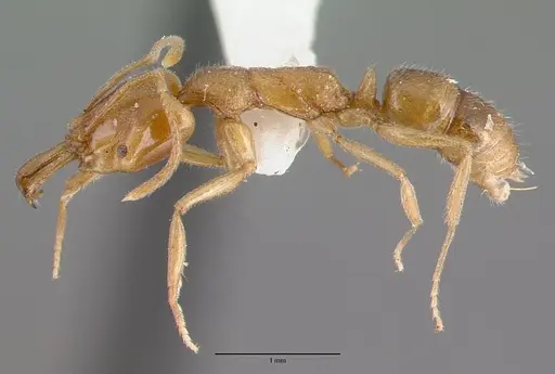 Anochetus graeffei specimen