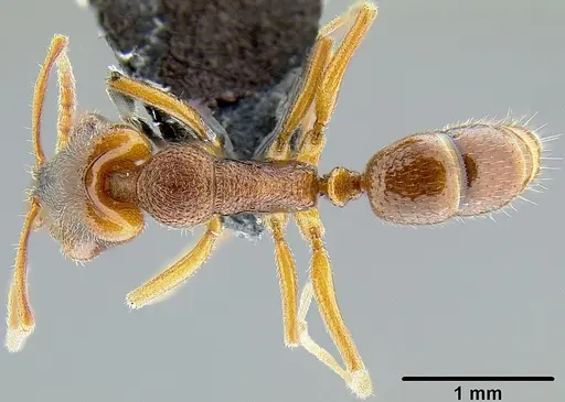 Anochetus graeffei - CASENT0171067