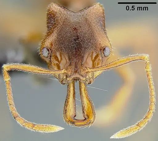 Anochetus graeffei - CASENT0171067