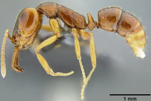 Anochetus graeffei - CASENT0171067