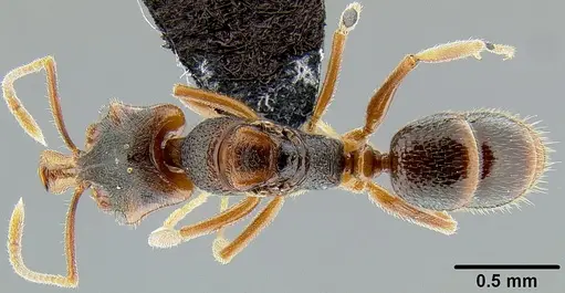 Anochetus graeffei - CASENT0171116