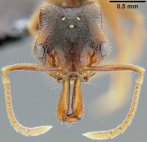 Anochetus graeffei - CASENT0171116