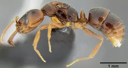 Anochetus graeffei - CASENT0171116