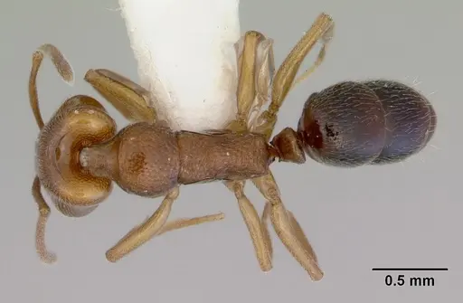 Anochetus graeffei - CASENT0172373