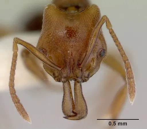 Anochetus graeffei - CASENT0172373