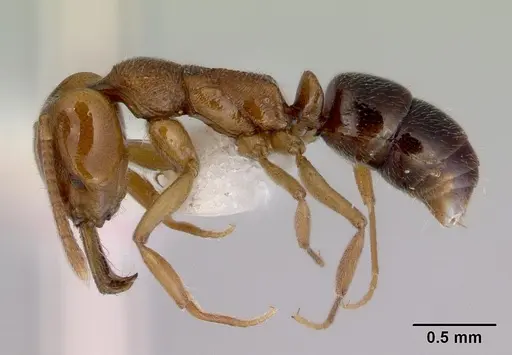 Anochetus graeffei - CASENT0172373