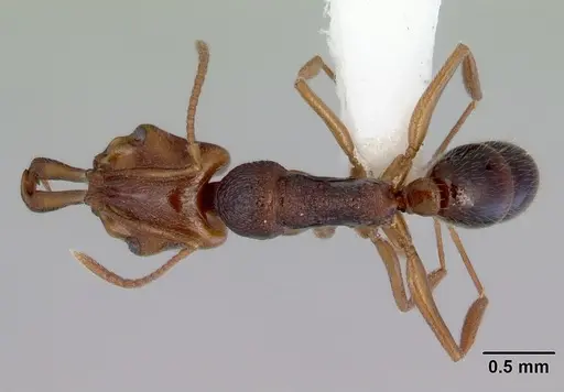 Anochetus graeffei - CASENT0172376