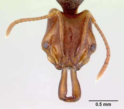 Anochetus graeffei - CASENT0172376