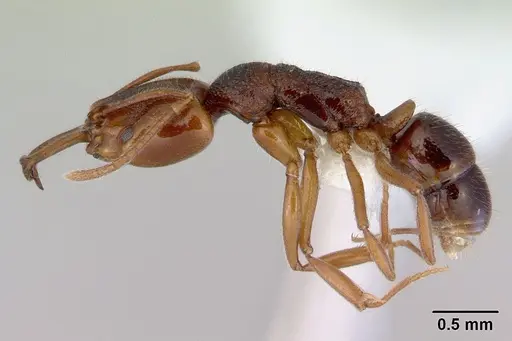 Anochetus graeffei - CASENT0172376