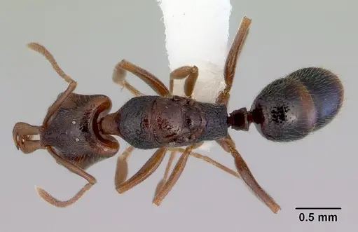 Anochetus graeffei - CASENT0172377