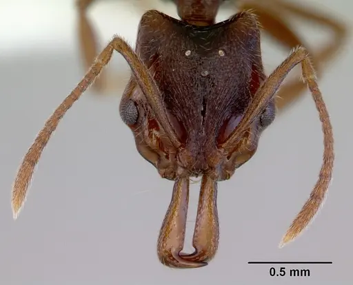 Anochetus graeffei - CASENT0172377