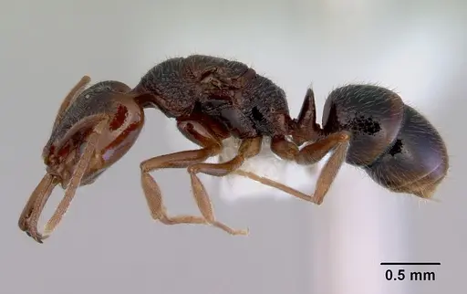 Anochetus graeffei - CASENT0172377