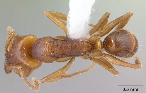 Anochetus graeffei - CASENT0178350