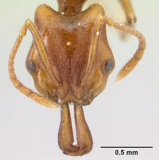 Anochetus graeffei - CASENT0178350