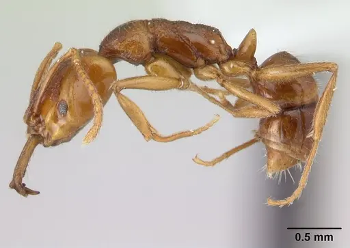 Anochetus graeffei - CASENT0178350