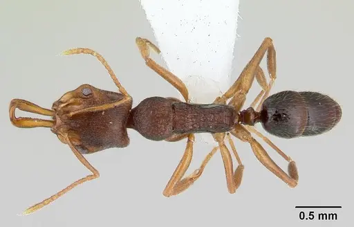 Anochetus graeffei - CASENT0178464