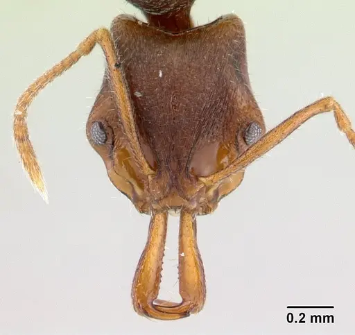 Anochetus graeffei - CASENT0178464