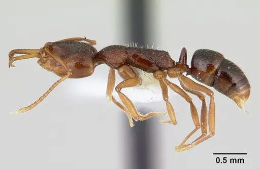 Anochetus graeffei - CASENT0178464