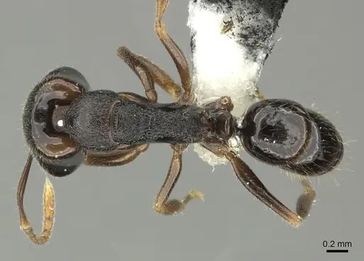 Anochetus graeffei - CASENT0199788