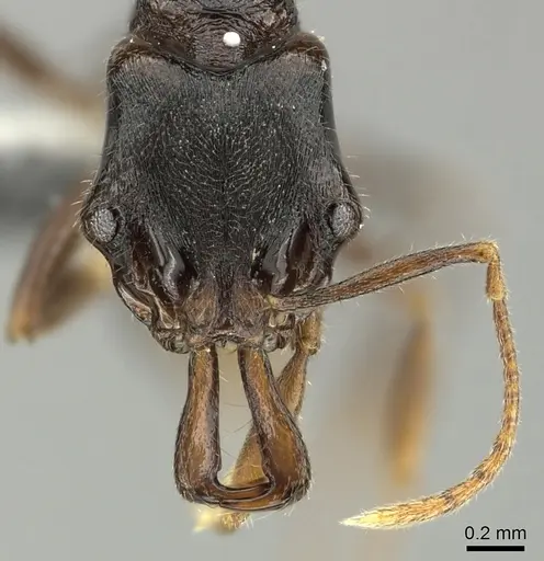 Anochetus graeffei - CASENT0199788