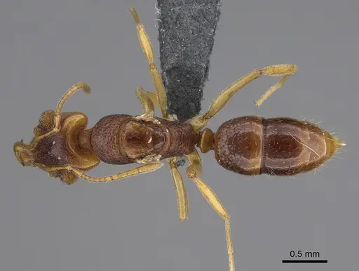 Anochetus graeffei - CASENT0287021